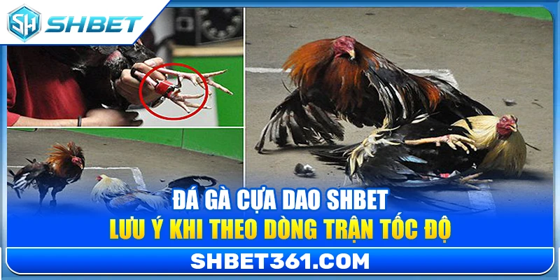 Đá Gà Cựa Dao SHBET – Lưu Ý Khi Theo Dòng Trận Tốc Độ 1 Đá Gà Cựa Dao SHBET – Lưu Ý Khi Theo Dòng Trận Tốc Độ