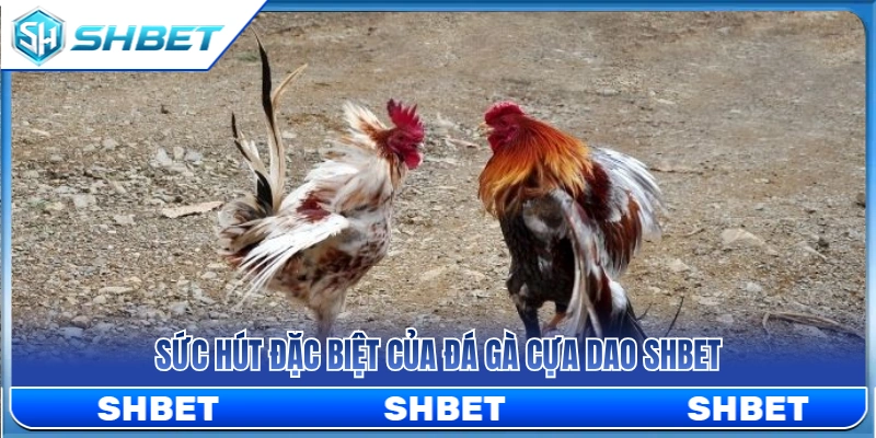 Đá Gà Cựa Dao SHBET – Lưu Ý Khi Theo Dòng Trận Tốc Độ 2 Điểm cuốn hút riêng biệt của đá gà cựa dao SHBET