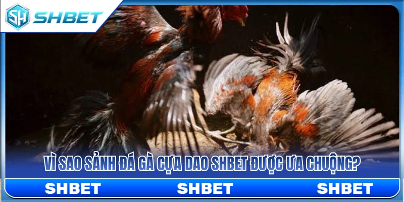 Đá Gà Cựa Dao SHBET – Lưu Ý Khi Theo Dòng Trận Tốc Độ 3 Tại sao nhiều kê thủ lại ưu ái chọn sảnh đá gà cựa dao SHBET?