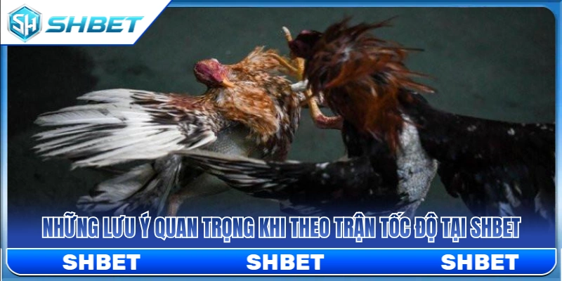 Đá Gà Cựa Dao SHBET – Lưu Ý Khi Theo Dòng Trận Tốc Độ 4 Kinh nghiệm giúp theo theo dõi các trận đấu tốc độ