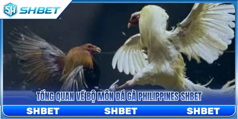 Đá Gà Philippines SHBET – Dòng Trận Quốc Tế Được Quan Tâm Nhất Hiện Nay 2 Tìm hiểu chi tiết về bộ môn đá gà Philippines SHBET