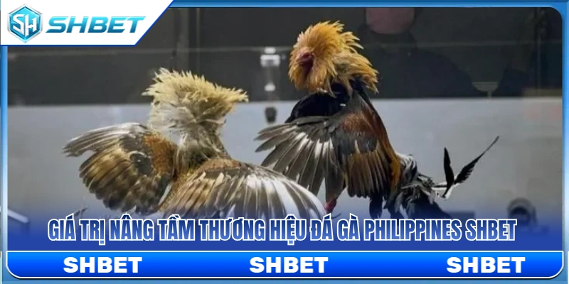 Đá Gà Philippines SHBET – Dòng Trận Quốc Tế Được Quan Tâm Nhất Hiện Nay 3 Những giá trị hàng đầu giúp nâng vị thế đá gà Philippines SHBET