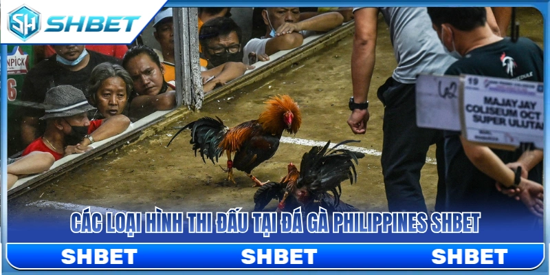Đá Gà Philippines SHBET – Dòng Trận Quốc Tế Được Quan Tâm Nhất Hiện Nay 4 Tổng hợp các hình thức so tài đá gà Philippines SHBET