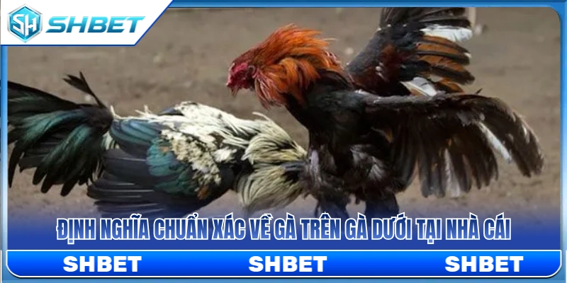 Gà Trên Gà Dưới SHBET – Cách Hiểu Tỷ Lệ Trước Khi Chọn Cửa 2 Tìm hiểu khái niệm gà trên gà dưới SHBET