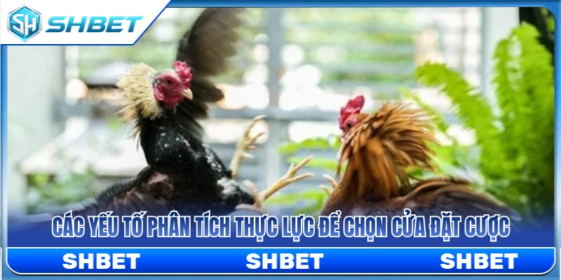Gà Trên Gà Dưới SHBET – Cách Hiểu Tỷ Lệ Trước Khi Chọn Cửa 3 Yếu tố phân tích thực lực để chọn cửa đặt cược