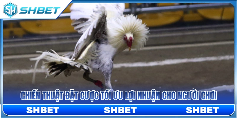 Gà Trên Gà Dưới SHBET – Cách Hiểu Tỷ Lệ Trước Khi Chọn Cửa 4 Kinh nghiệm cược tối ưu lợi nhuận cho người chơi