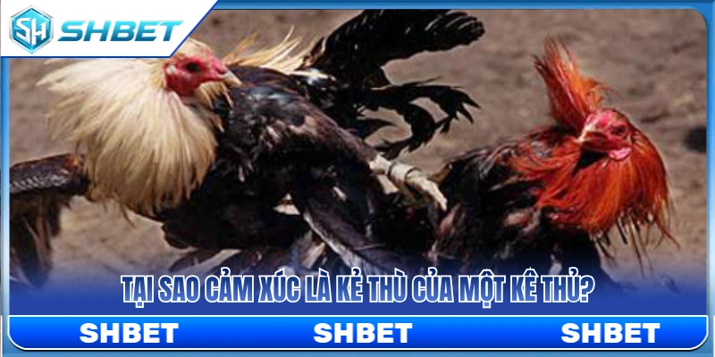 Quản Lý Vốn Đá Gà SHBET Để Không Vào Kèo Theo Cảm Xúc 2 Vì sao kê thủ cần giữ cái đầu lạnh khi xuống tiền?