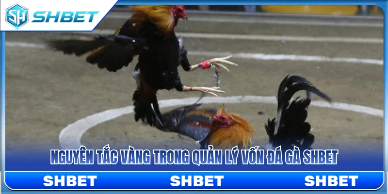 Quản Lý Vốn Đá Gà SHBET Để Không Vào Kèo Theo Cảm Xúc 3 Bí quyết quản lý vốn đá gà SHBET hiệu quả